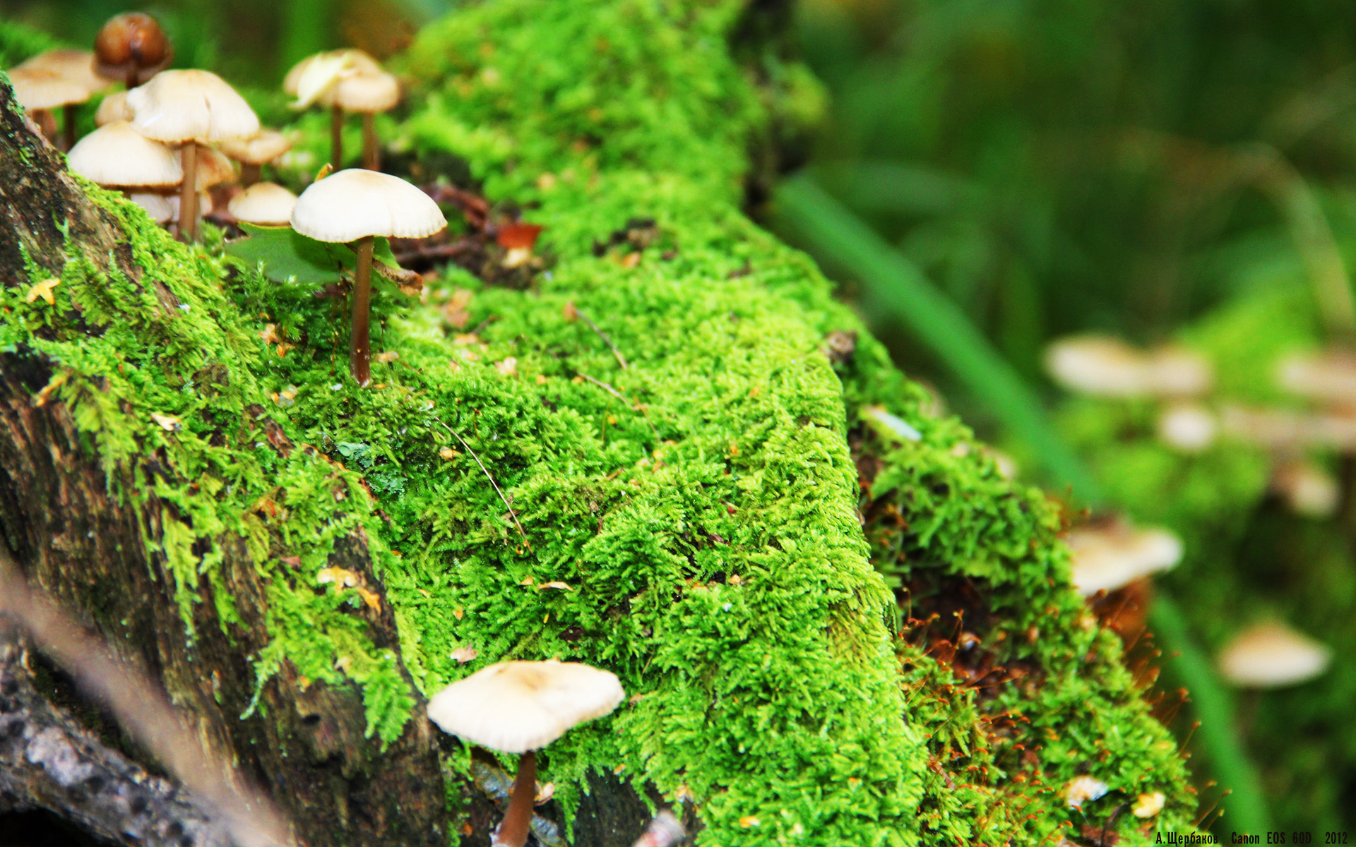 湖人计划打造全新战术体系，湖人队指导