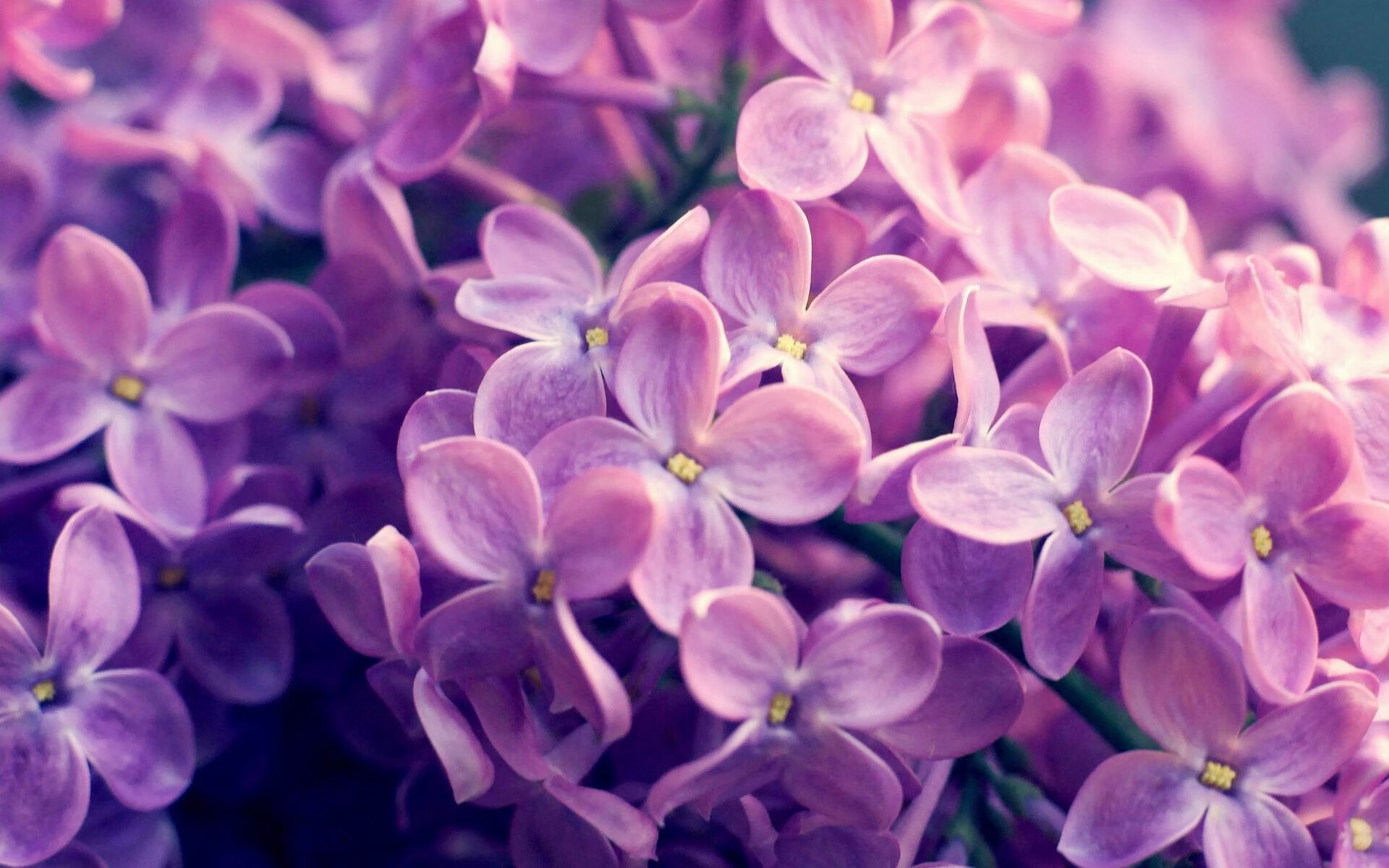 kaiyun体育app-自由泳长距离波兰耐力出众，自由泳速度一般多少