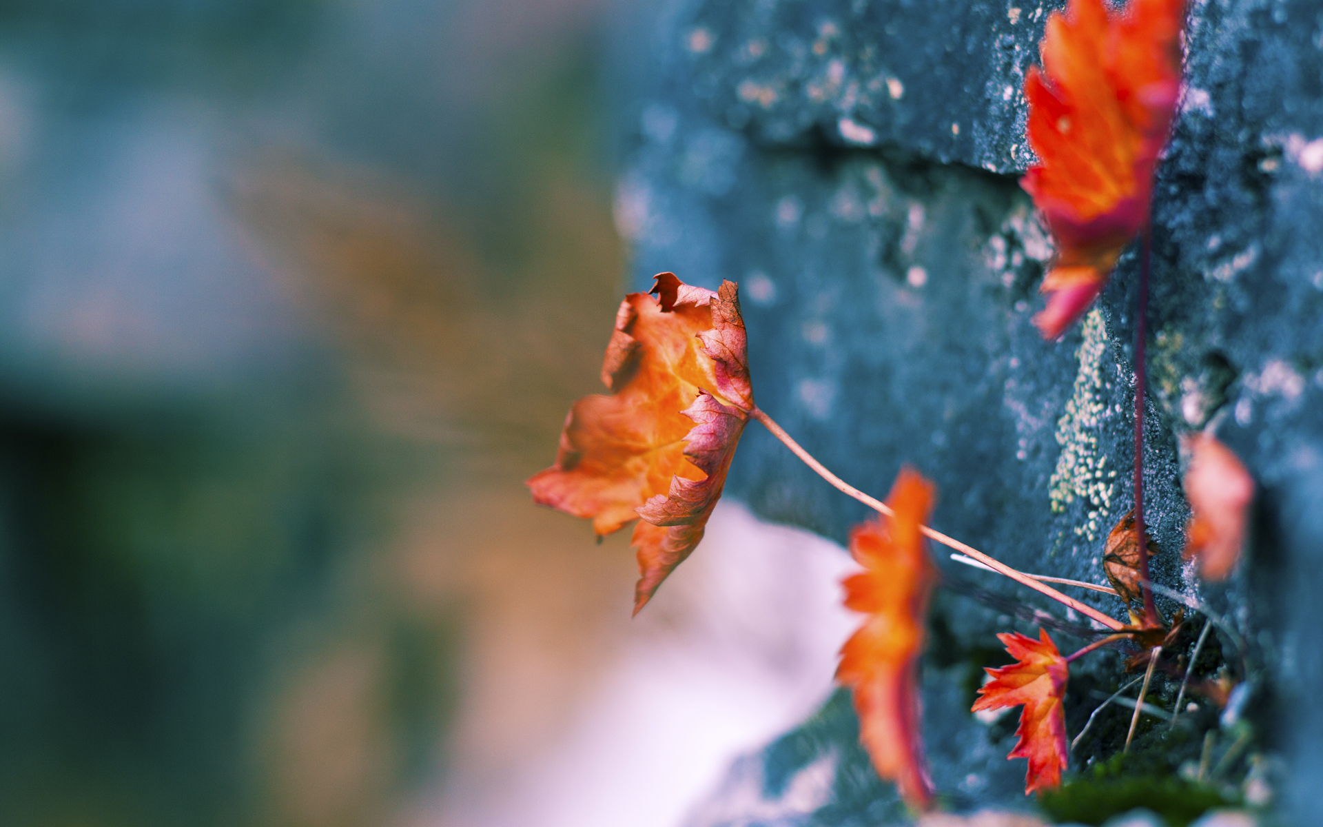 开云体育中国官网-青少年训练营引入国际教练丰富教学内容拓宽战术视野，青少年训练营是什么