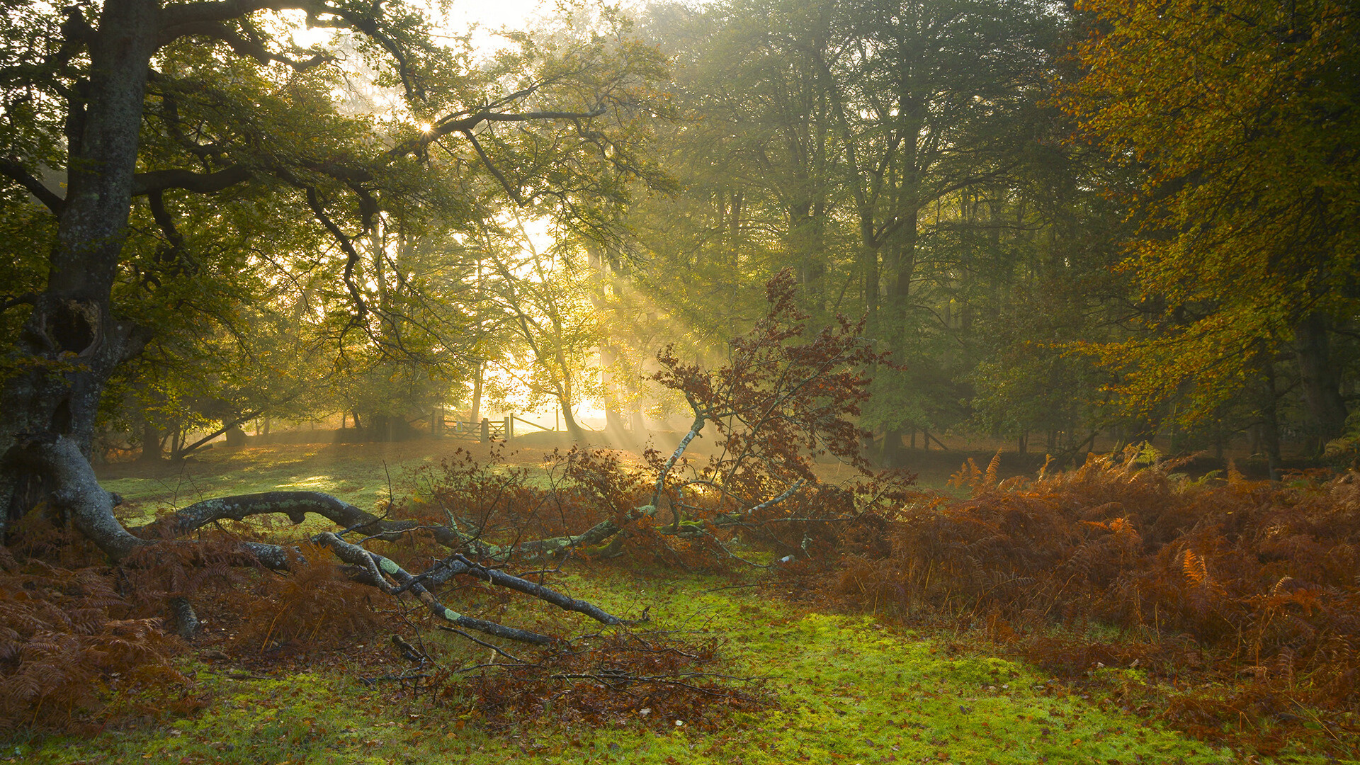莫莉·奥卡拉汉赛场风采尽显未来潜力,莫莉卡赫拉瓦特