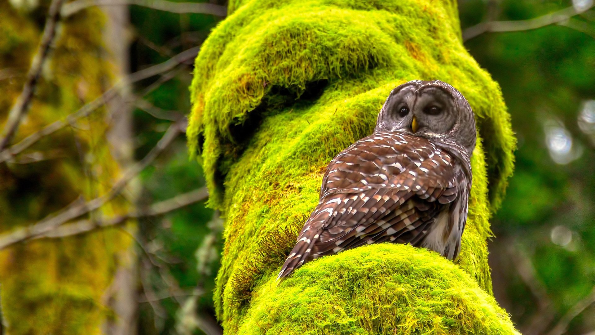 kaiyun体育app-黎巴嫩男篮在西亚锦标赛中持续奋战，冲击奥运出线，黎巴嫩男篮击败法国